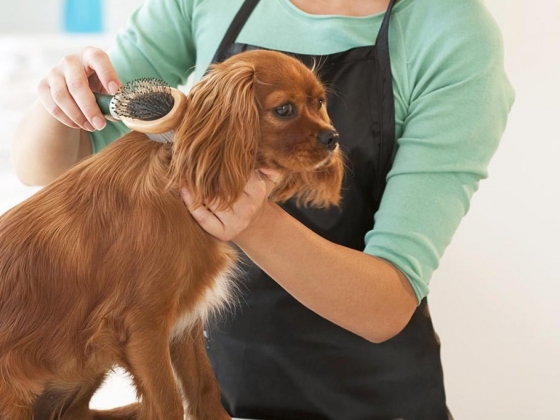 Gigi Pet Grooming